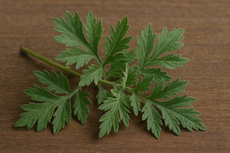 Artemisia argyi