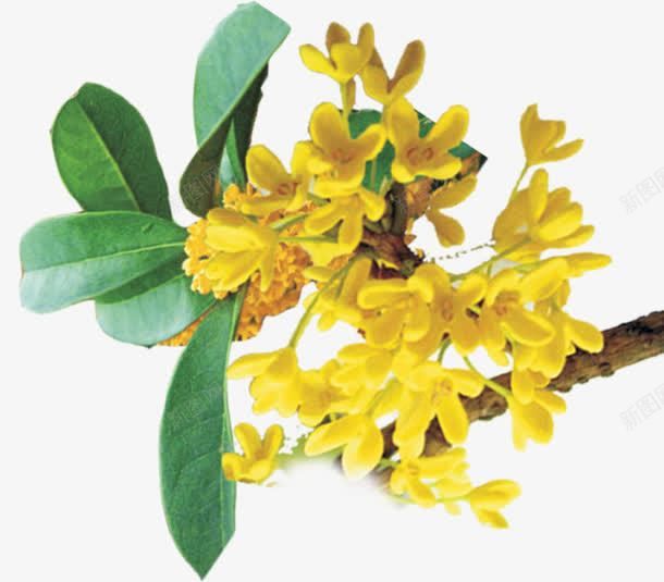 Osmanthus