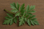 Artemisia argyi