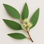 Eucalyptus