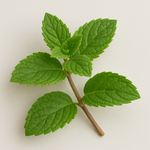 Spearmint